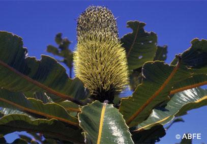 Banksia Robur
